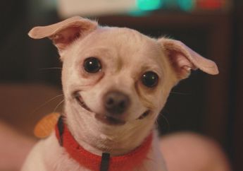 Anjing Bisa Lakukan Tipu Muslihat pada Manusia