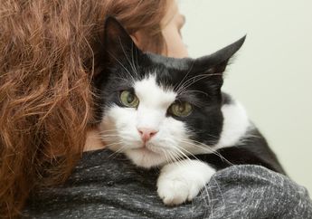 Kucing Mungkin Lebih Memilih Anda Ketimbang Makanan