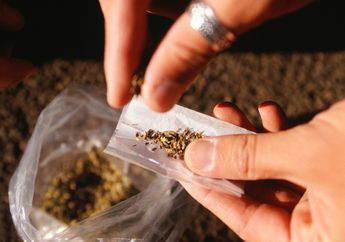 Ini Dampak Positif Jika Ganja Dilegalkan