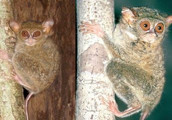 Penemuan Dua Spesies Baru Tarsius di Sulawesi