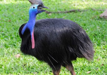 Burung-burung yang Tak Dapat Terbang