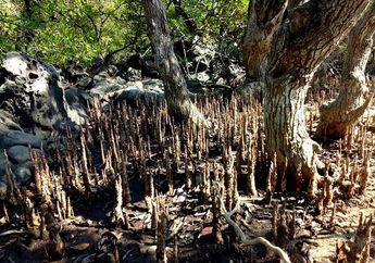 7 Fakta Penting Mangrove yang Harus Anda Ketahui