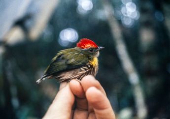 Setelah 23 Tahun Ditemukan, Spesies Burung Ini Akhirnya Berhasil Diidentifikasi