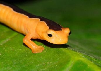 Hilang Sejak 1975, Spesies Salamander Legendaris Kembali Ditemukan