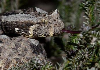 Penemuan Albany adder, Spesies Ular yang Disangka Punah