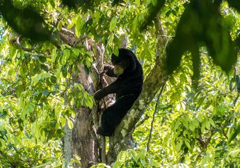 Studi: Hutan Berkarbon Tinggi Lebih Mendukung Kehidupan Mamalia yang Terancam Punah