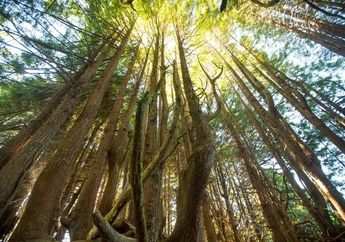 Hutan Memiliki Tenaga Super Untuk Lindungi Bumi Dari Pemanasan Global
