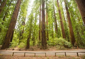 Menilik Pohon Tertinggi Seantero Bumi di Humboldt Redwoods State Park