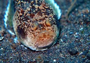 Stargazer, Ikan Bermuka Unik