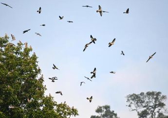 10 Destinasi Terbaik Dunia untuk Mengamati Burung