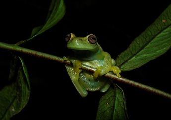 Spesies Katak Terbaru Ditemukan di Venezuela dan Kolombia