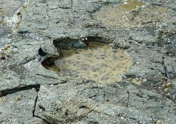 Jejak Kaki Dinosaurus Ditemukan di Pulau Skotlandia