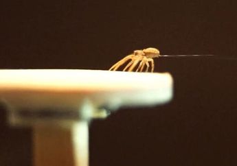 Seperti Spiderman, Ternyata Laba-Laba Dapat "Terbang" ke Seluruh Dunia