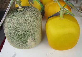 Melon Kotak dan Mie Pelangi