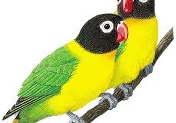 Niatnya Maling Burung, Motor Malah Ketinggalan