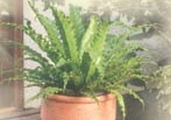 Pot untuk Tanaman