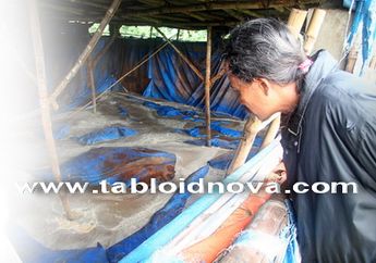 Bak Penampungan Pupuk Cair Telan Empat Korban (1)