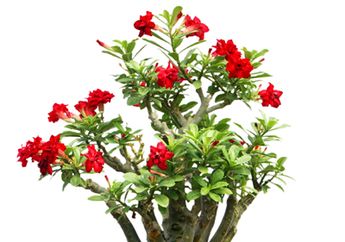 Cantiknya Warna-warni Adenium Baru (3)