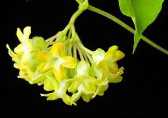Si Kuning Pemanis Beranda (2)
