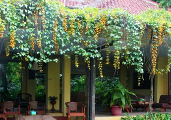 Si Kuning Pemanis Beranda (1)