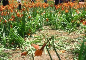 1500 Orang Penuhi Kebun Amaryllis yang Rusak, Ini Kata Pemiliknya