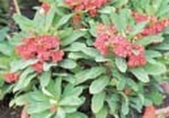Euphorbia, Si Cantik Pembawa Hoki