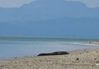 Wisatawan Resah, Buaya Berjemur di Pantai Wisata