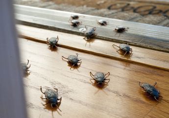 Ingin Rumah Bebas Kecoa? Pakai 5 Benda Ini, Nomor 3 Paling Gampang Dicari