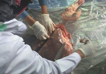 Duh! Ternyata Salah Satu Sapi Pemberian Presiden Jokowi Ada Cacing Hatinya