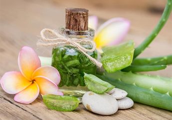 Bermanfaat Bagi Kecantikan Kita, Inilah Manfaat Lidah Buaya Selengkapnya