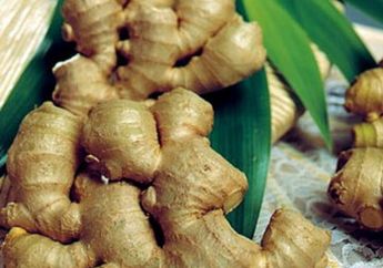 MEMILIH JAHE UNTUK MINUMAN