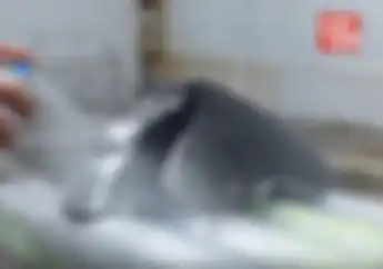 Video Tes Cat Semprot Warna Chrome di Body Motor, Lebih Bagus Dari Asli?