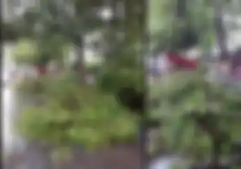 Kembali Bikers Tertimpa Pohon Tumbang Saat Hujan Deras Di Bogor