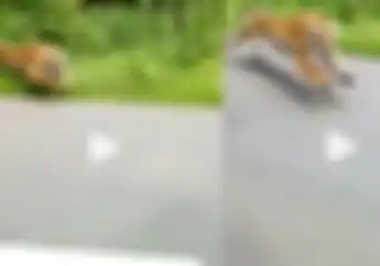 Ngeri, Video Detik-detik Pemotor Hampir Diterkam Harimau Yang Keluar Dari Hutan