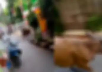 Klender Mencekam, Video Sapi Ngamuk Acak-acak Motor, Warga Histeris