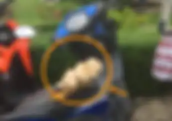Ngeri Banget, Jamur di Jok Honda Revo, Begini Cara Menangkalnya
