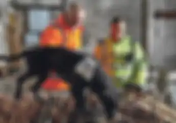 Keren, Di Inggris Anjing Pelacak Bakal Dilatih Untuk Bantu Polisi Cari Motor Curian