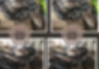 Cerita Bengkel Modifikasi Motor Balu Oto Work, Arti Namanya Kocak