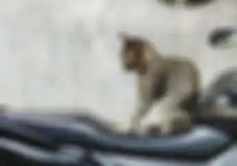 Waduh, Jadi Ini Penyebab Kucing Suka Cakar Jok Motor Kesayangan Bikers