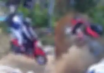 Honda Scoopy Salto Masuk Jurang Di Jalur Cangar Pacet, Dishub Larang Motor Matic Lewat