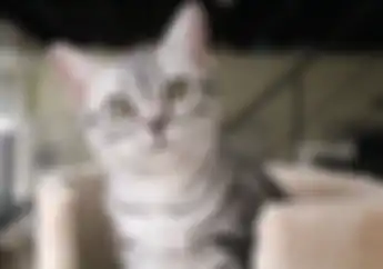 Kaya Raya Nemu Kucing Jenis Ini Langsung Ambil Harganya Mencapai Rp 1 Milyar Cepat Jual Mumpung Ada