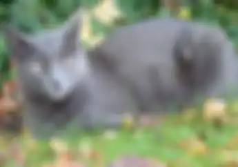Mau Hidup Makmur dan Kaya Ternyata Salah Satu Kuncinya Memelihara Kucing Berbulu Biru keabu-abuan Ini