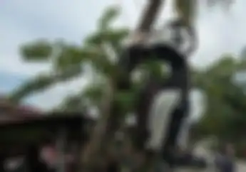 Bikin Geger, Mendadak Motor Honda Scoopy Tergantung di Pohon Kelapa