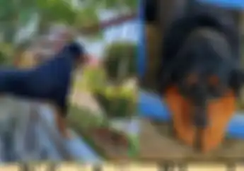 Wow, Hadiah Honda BeAT Diberikan Bagi Yang Bisa Menemukan Anjing Ini