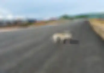 Heboh Anjing Sekitar Sirkuit Mandalika Mati Diracun, ITDC Buka Suara