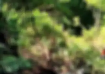 Kasihan Driver Ojol Teperosok ke Jurang Sedalam 15 Meter di Bekasi, Sudah Diperingatkan Warga