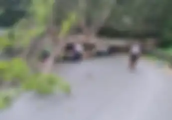 Pohon Besar Tumbang Ciderai Seorang Pemotor di Jalur Garut Tasik