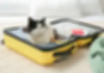 Bawa Kucing Dengan Motor Saat Perjalanan Lebaran, Ini Tips Ampuhnya