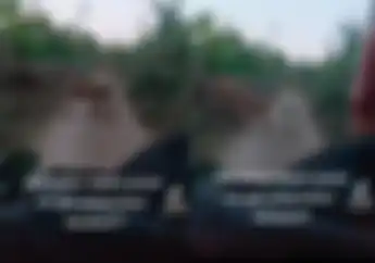 Kaget Abis, Pemotor Panik Karena Bertemu Binatang Buas Di Tengah Jalan