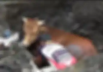 Bikin Geger, Sapi Seharga Honda BeAT Mati Terjangkit PMK Jelang Hari Raya Idul Adha